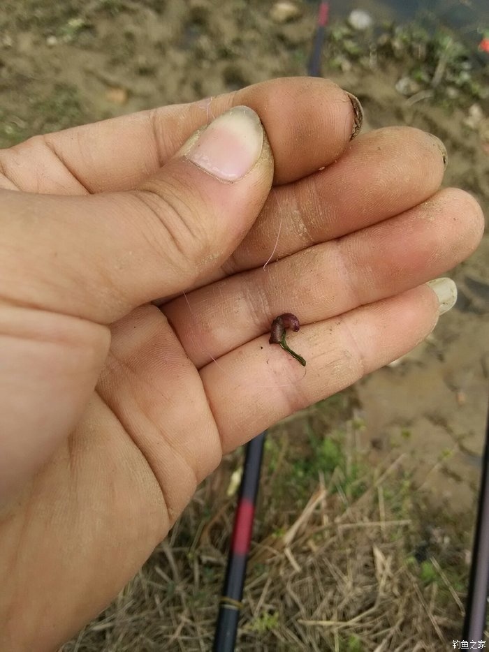 釣魚蚯蚓怎么養_蚯蚓釣魚_釣魚蚯蚓的正確掛法圖