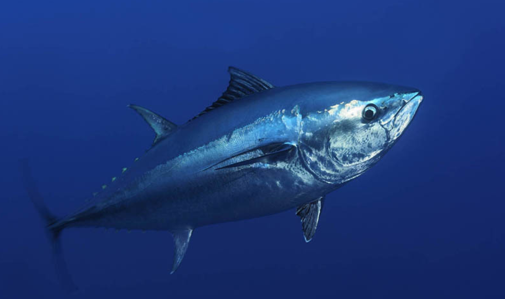 藍鰭金槍魚2000萬人民幣_藍鰭金槍魚auv_藍鰭金槍魚多錢一斤