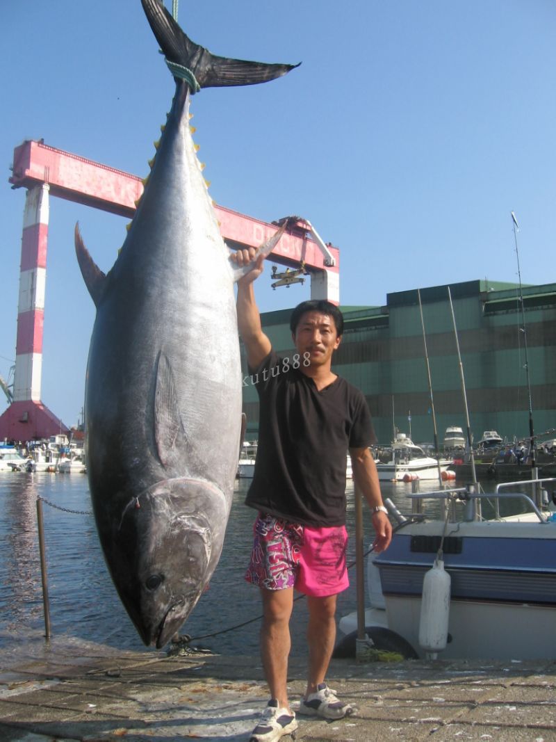 藍鰭金槍魚2000萬人民幣_藍鰭金槍魚多錢一斤_藍鰭金槍魚auv