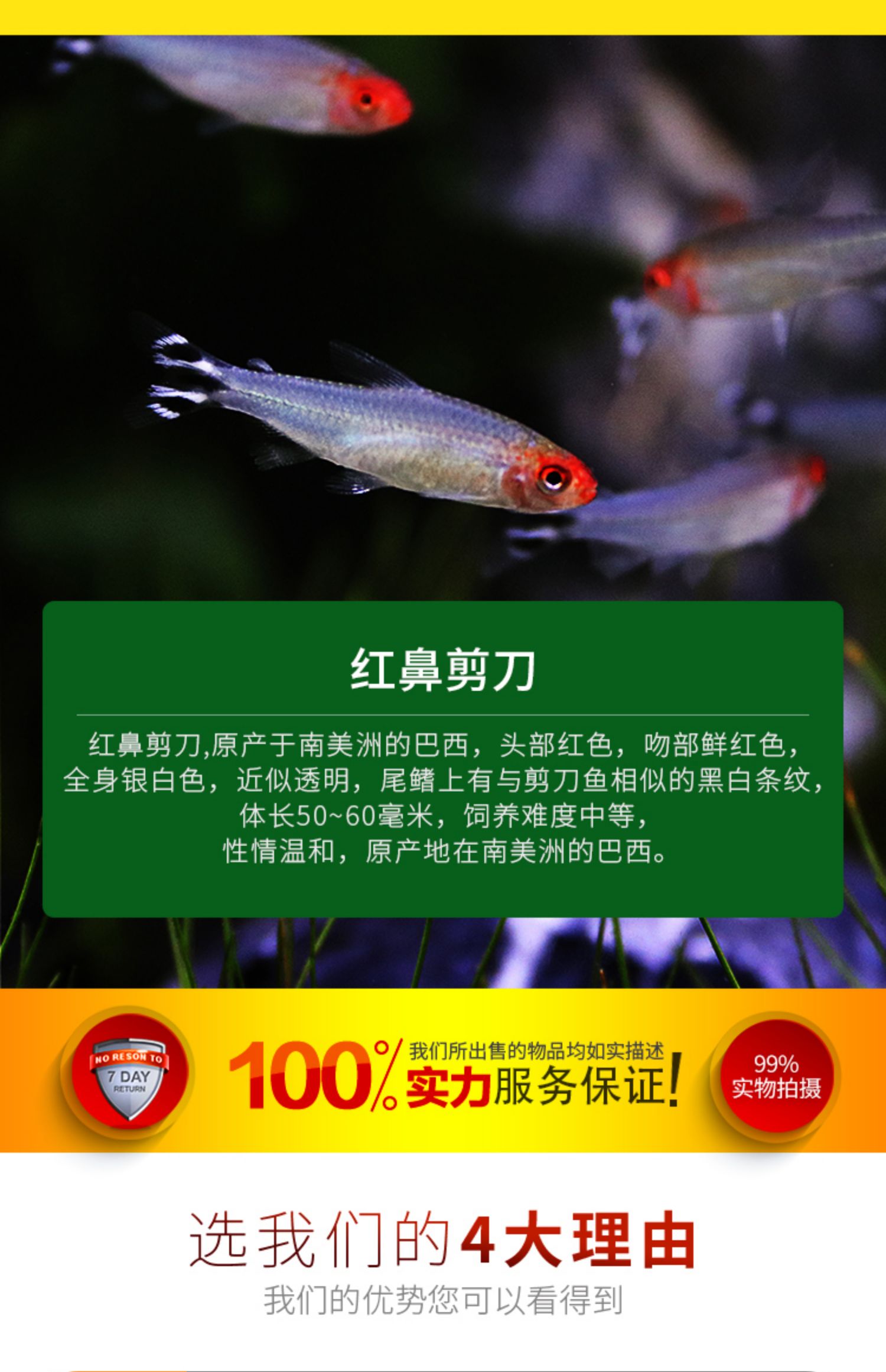 紅鼻剪刀_剪刀鼻子_紅鼻剪刀鼻子越來越紅