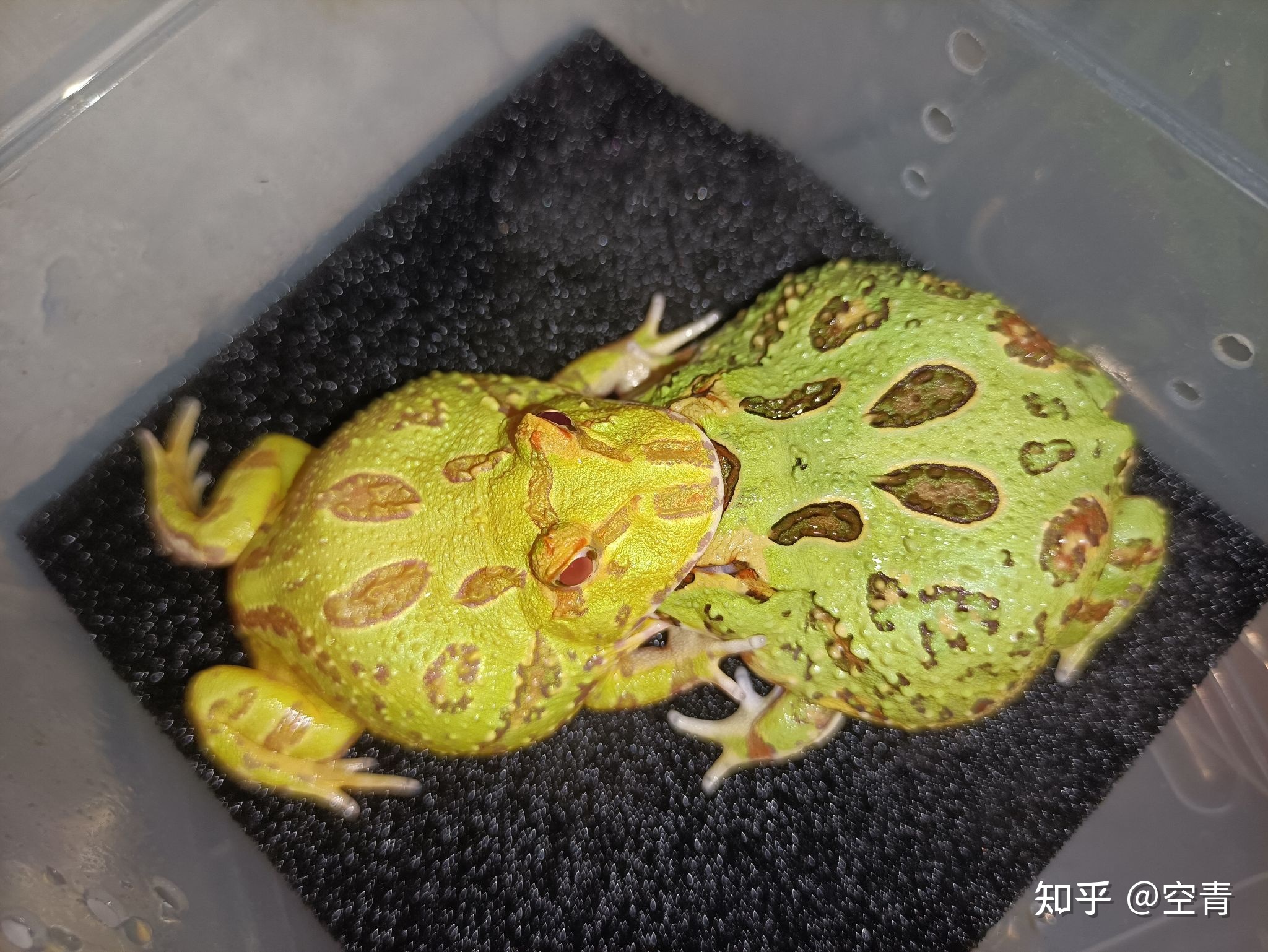 角蛙的角_角蛙是什么動物_角蛙是寵物嗎