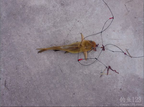 蚯蚓釣魚_釣魚蚯蚓怎么掛鉤圖解_釣魚蚯蚓的正確掛法圖