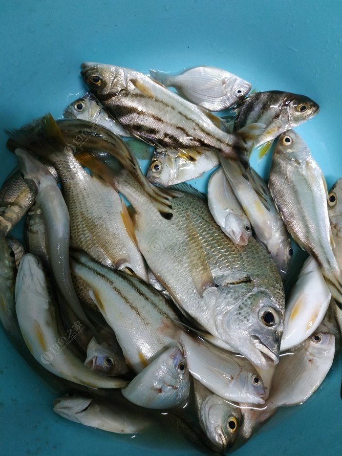 路亞沙灘海釣視頻_海邊釣路亞教學視頻教程_海灘路亞釣法