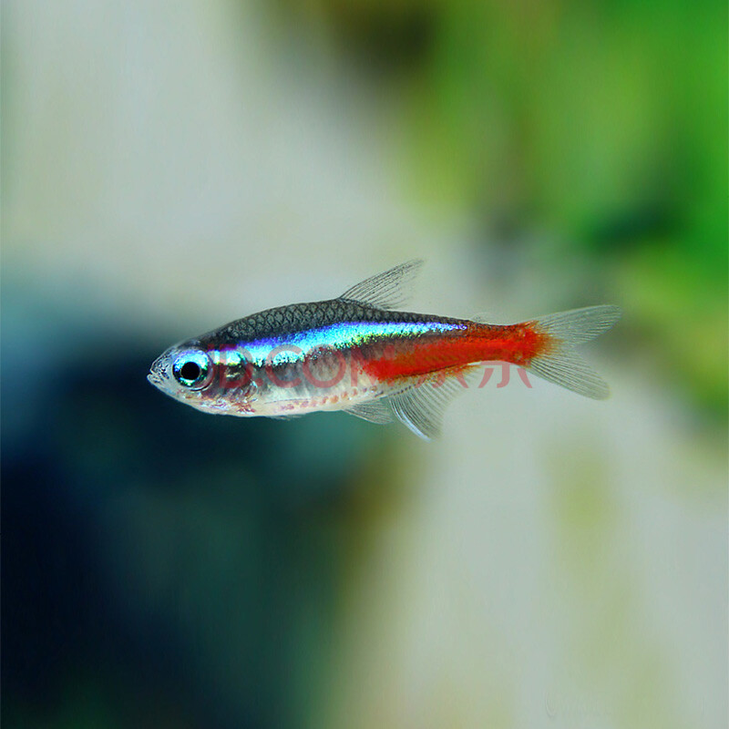 紅綠燈魚怎么養_觀賞魚紅綠燈養殖_養紅綠燈魚的技巧