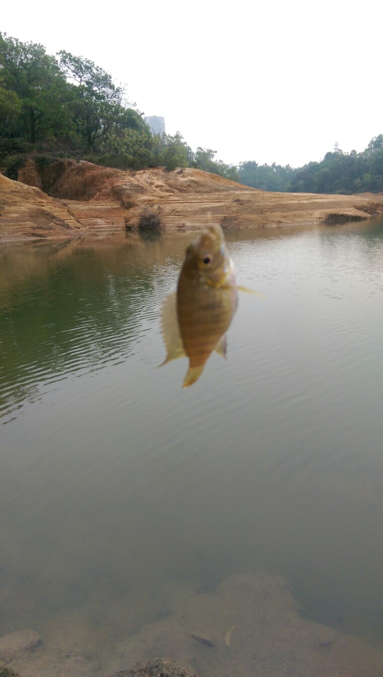 釣魚論壇哪個最好_中國釣魚論壇_中國釣魚論壇首頁