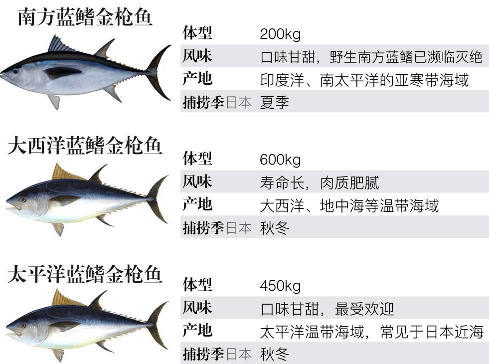黃鰭金槍魚肉質_黃鰭金槍魚多少錢一斤_黃鰭金槍魚魚肉的顏色