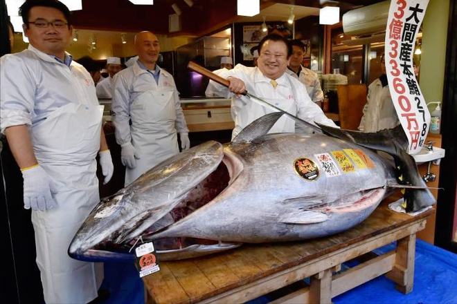 黃鰭金槍魚多少錢一斤_黃鰭金槍魚肉質_黃鰭金槍魚魚肉的顏色