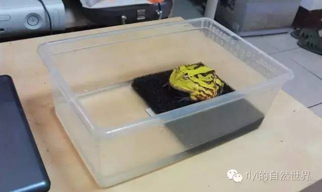角蛙是什么動物_角蛙的角_角蛙算野生動物嗎