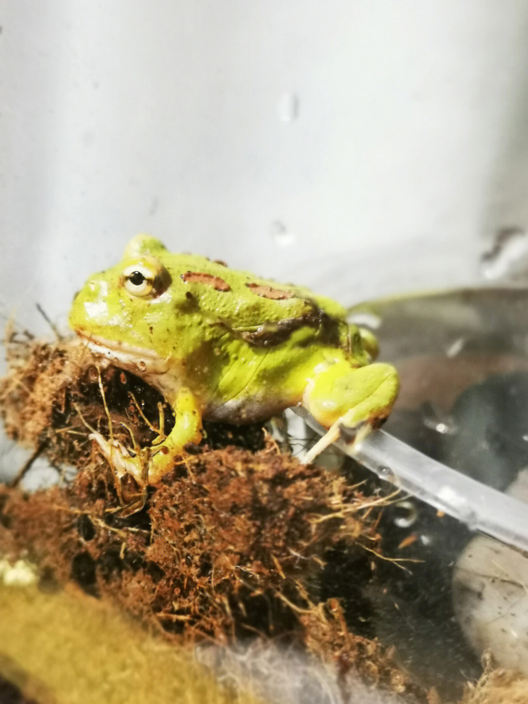 角蛙的角_角蛙是什么動物_角蛙算野生動物嗎