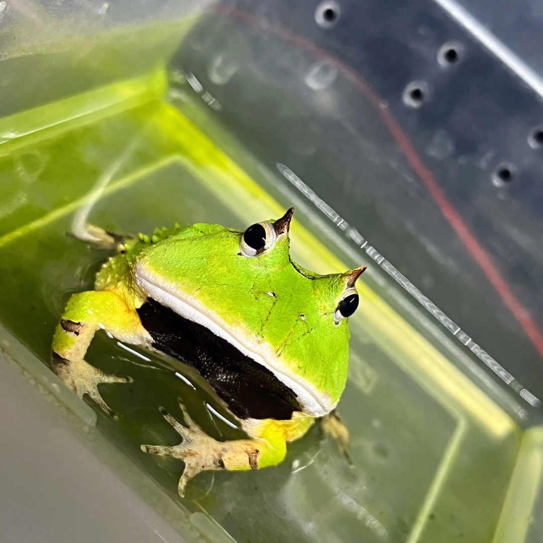 角蛙算野生動物嗎_角蛙是什么動物_角蛙的角