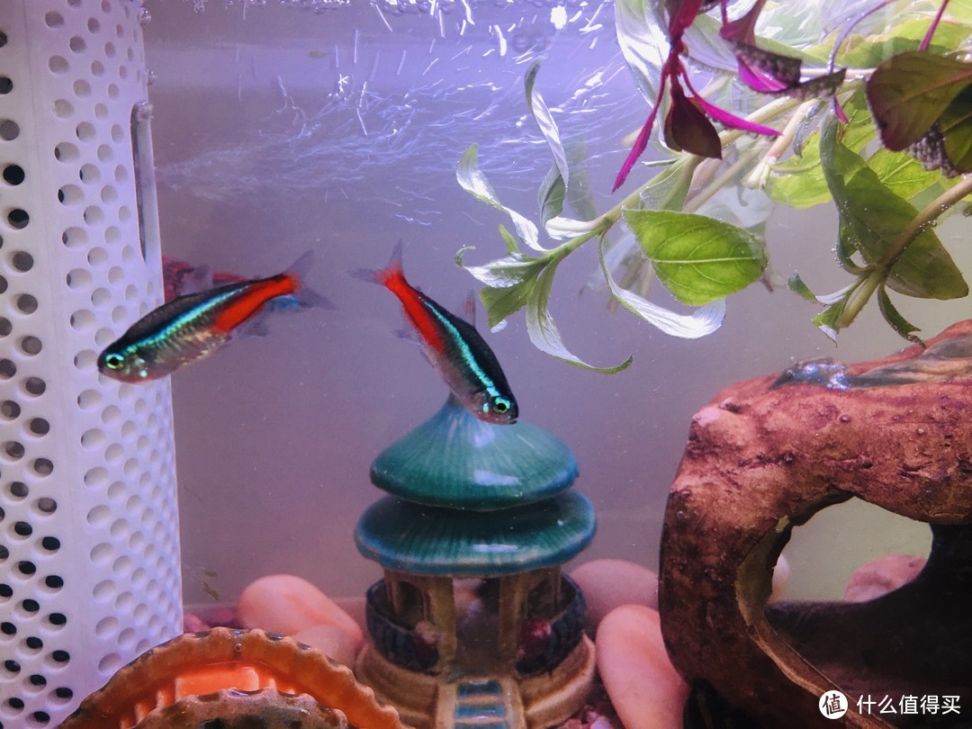 觀賞魚紅綠燈養殖_紅綠燈魚怎么養_養紅綠燈魚用什么顏色燈