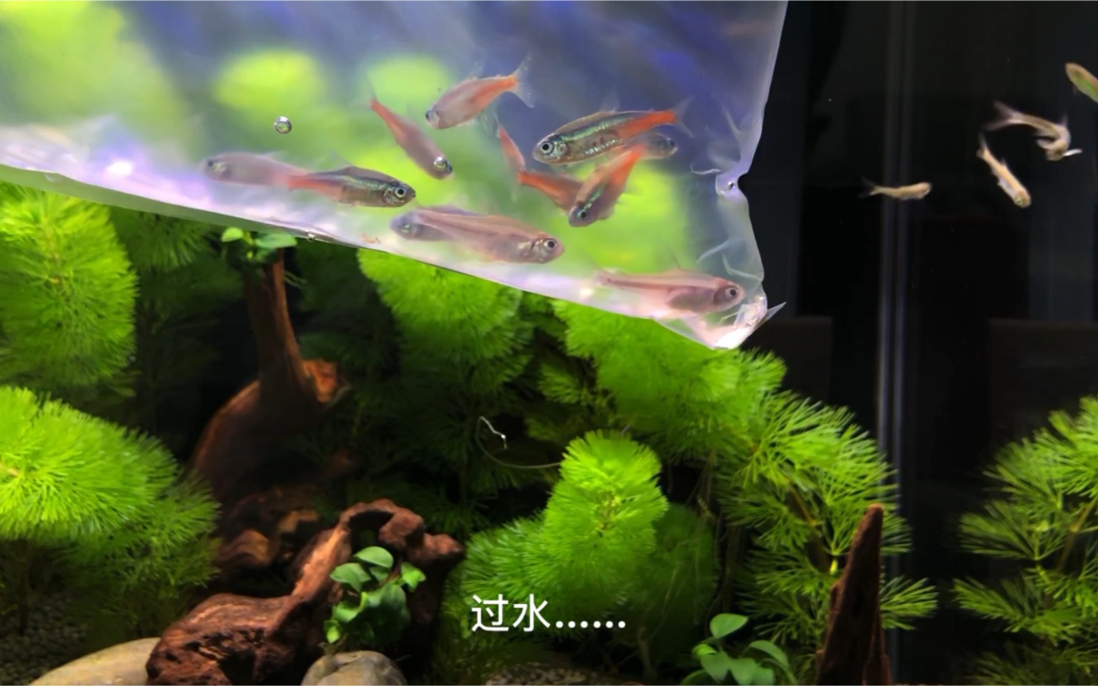 觀賞魚紅綠燈養殖_紅綠燈魚怎么養_養紅綠燈魚用什么顏色燈