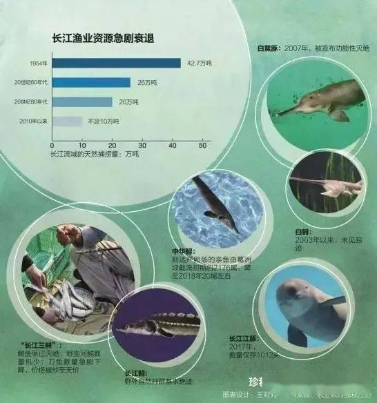 中華鱘到了繁殖季節的時候，它們的分布更廣泛