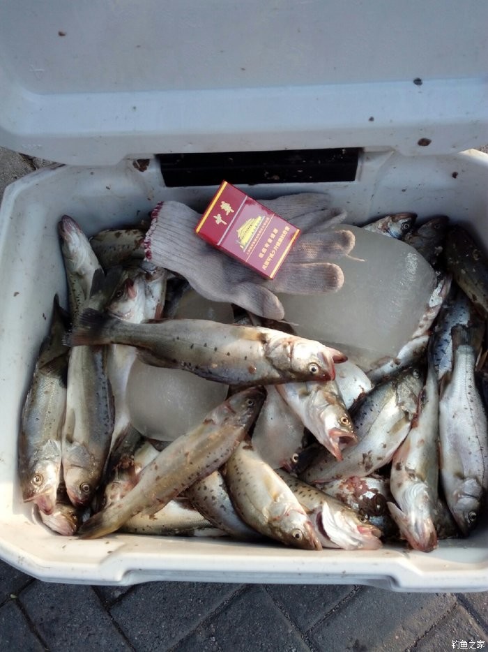 鲴魚圖片_魚圖片圖庫_魚圖片3