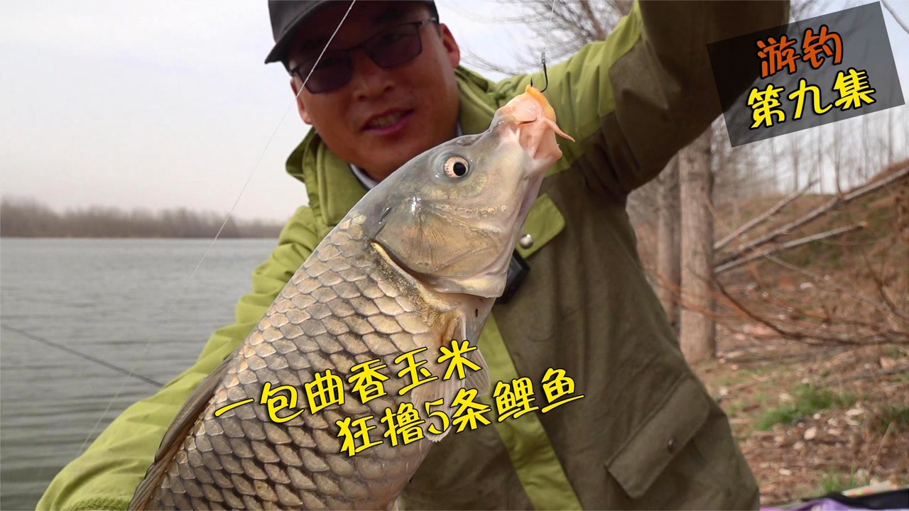 深秋釣鯉魚餌料配方_深秋釣鯉魚用什么餌料最好_深秋垂釣鯉魚餌料配方