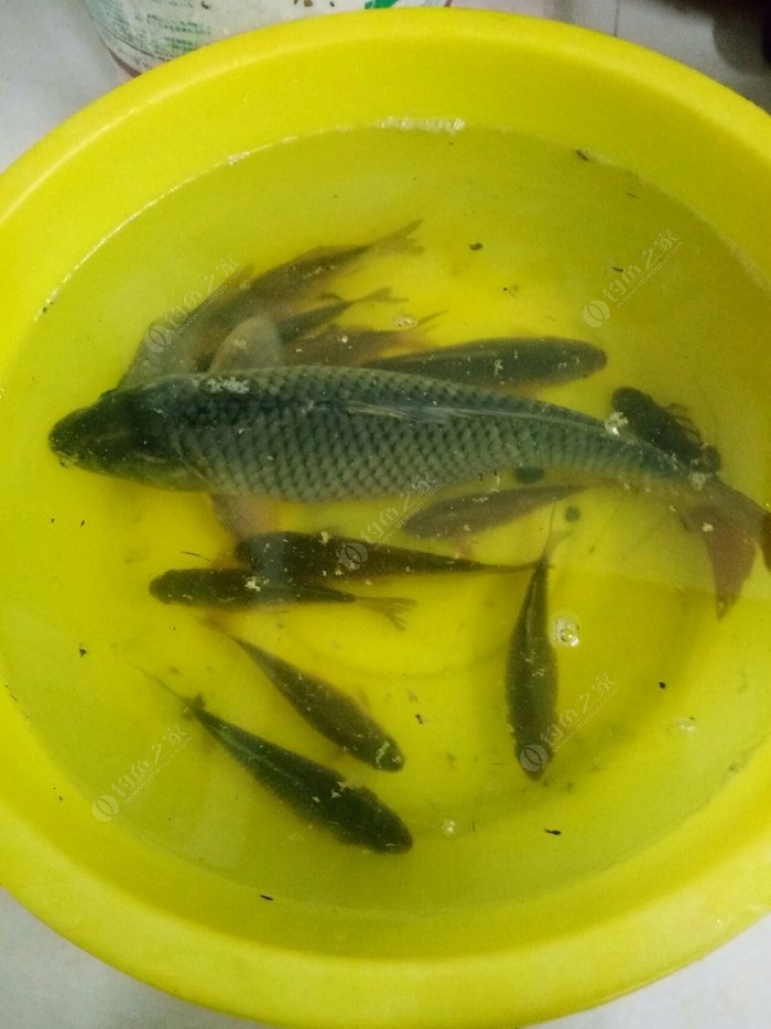 深秋釣鯉魚餌料配方_深秋釣鯉魚用什么餌料最好_深秋垂釣鯉魚餌料配方
