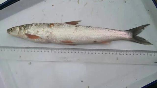天秤座不主動_湄公河巨型鯰魚是什么魚_華為新款手機鴻蒙系統
