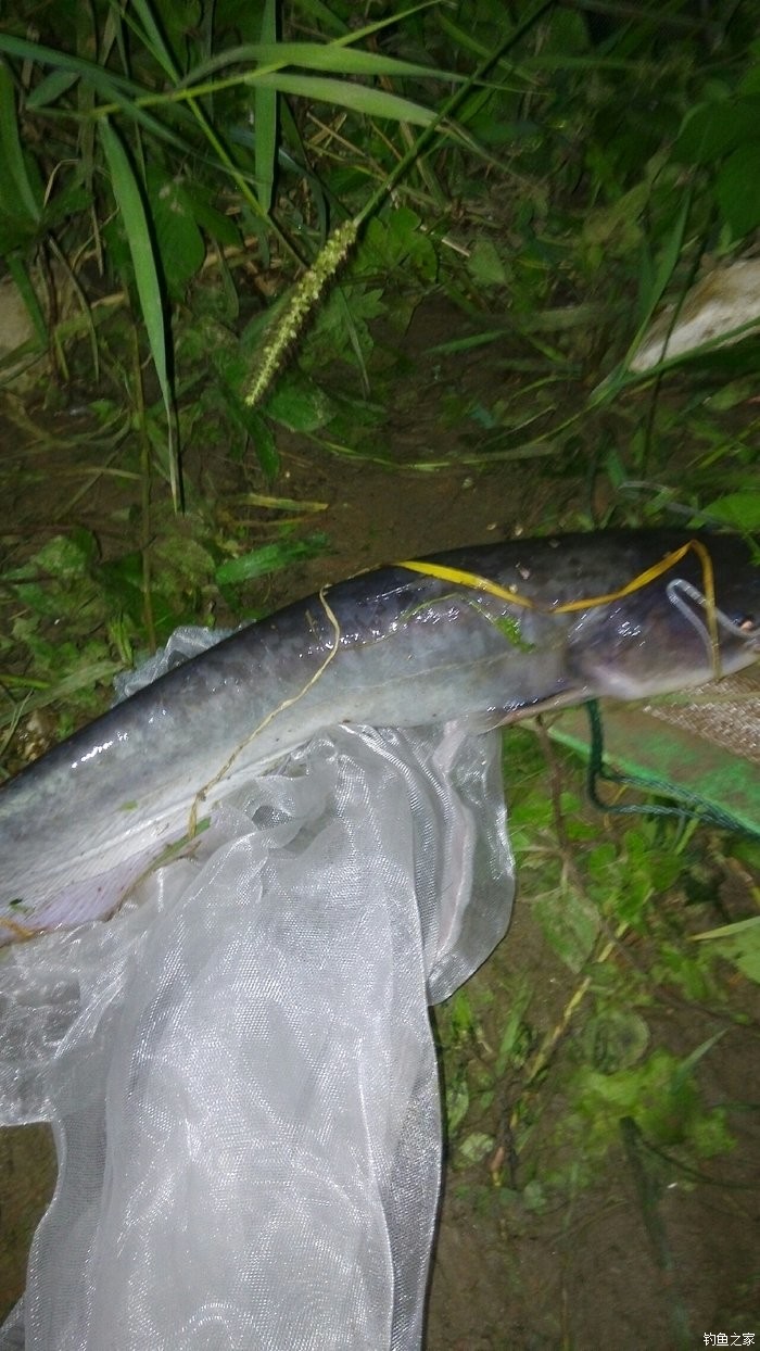 釣魚渾水和清水該怎么釣_渾水釣魚_釣魚渾水釣深還是釣淺