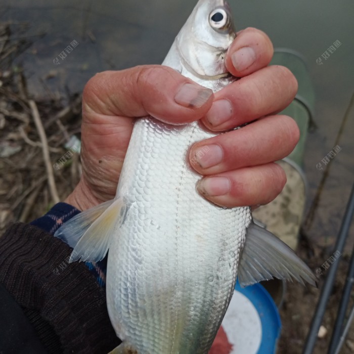 魚圖片3_魚圖片全集_鲴魚圖片