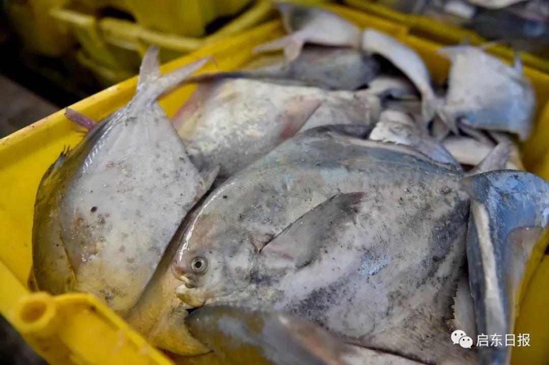 鯧魚圖片大全_鯧魚圖片怎么做好吃_鯧魚圖片
