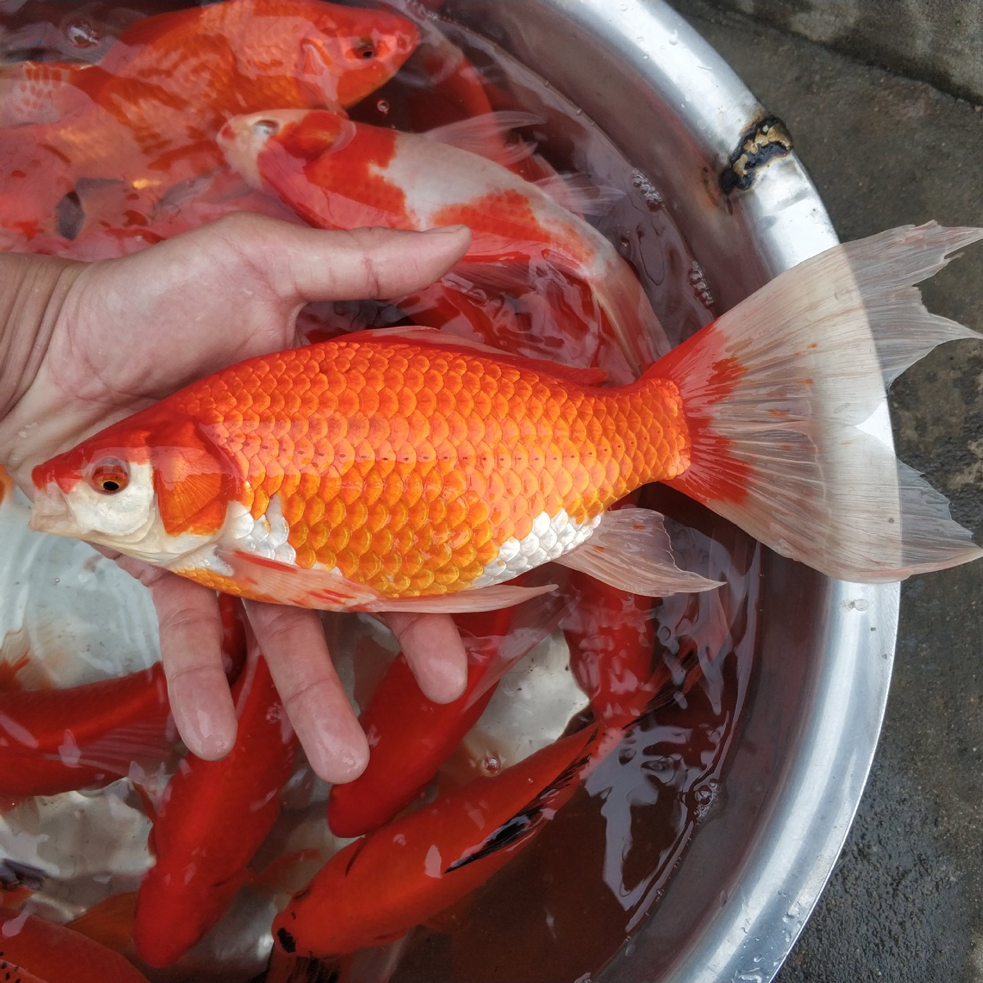 金魚是什么演變而來_演變而來金魚魚是什么_金魚是由什么魚演變而來的