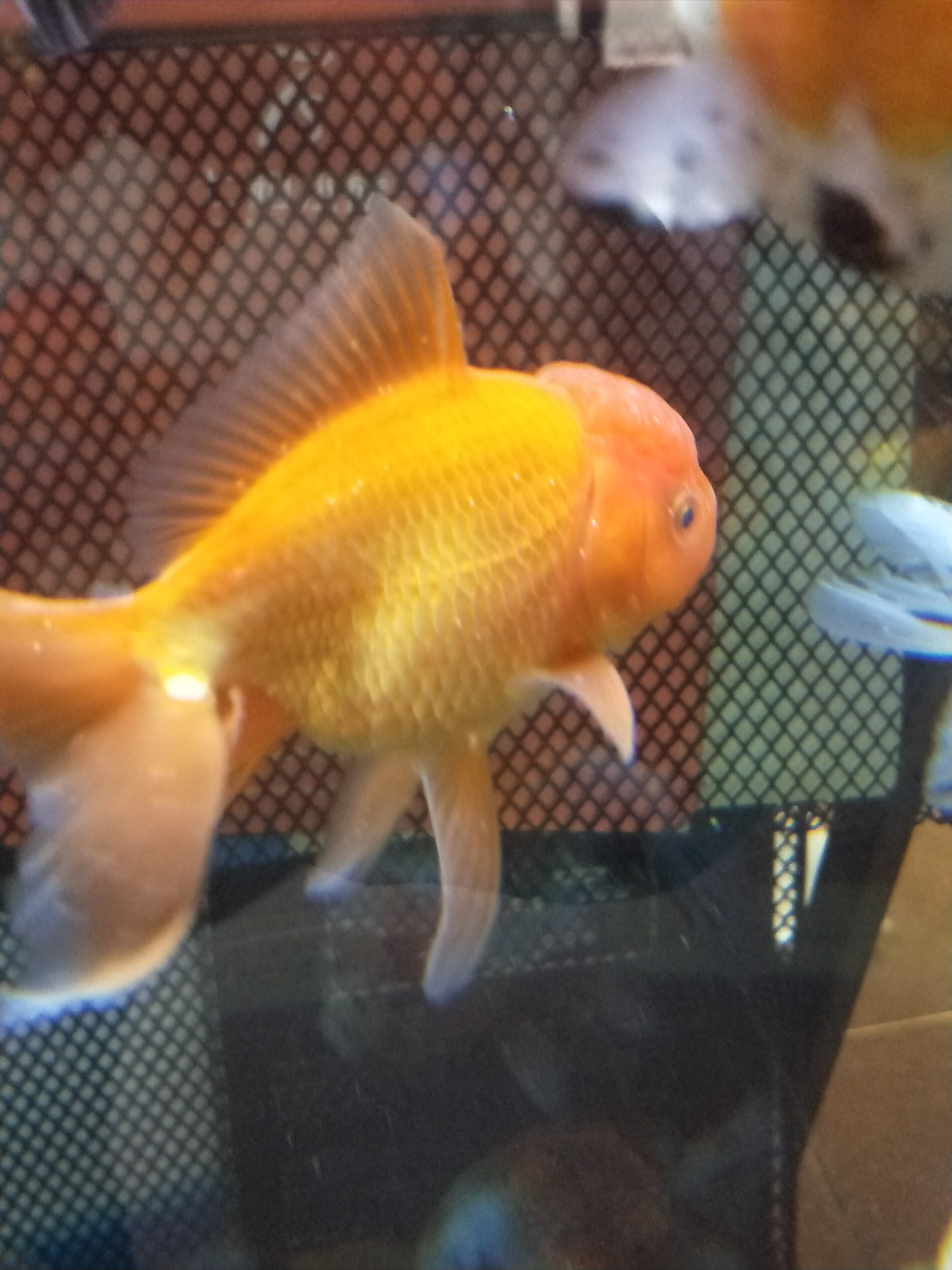 金魚身上長白點怎么治療_金魚身上白點病_金魚身上長白斑用什么藥