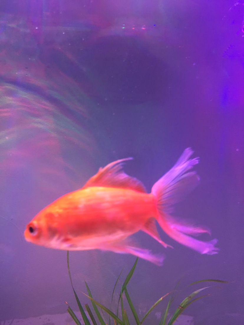 金魚身上長白點怎么治療_金魚身上白點病_金魚身上長白斑用什么藥