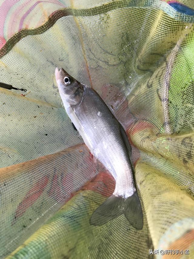 水庫釣草魚技巧調漂_釣水庫草魚技巧調漂視頻_釣水庫草魚技巧調漂視頻教程
