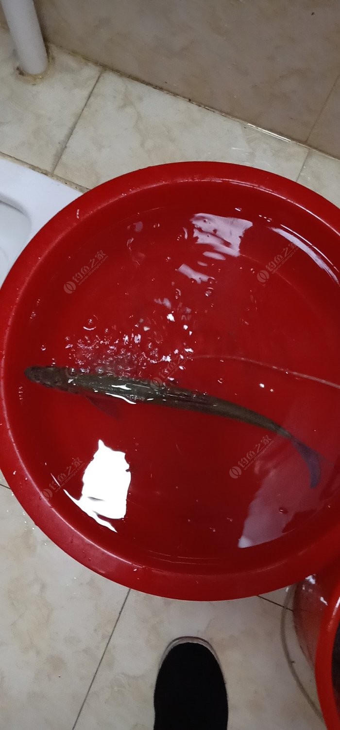 水庫釣草魚技巧調漂_釣水庫草魚技巧調漂視頻_釣水庫草魚技巧調漂視頻教程