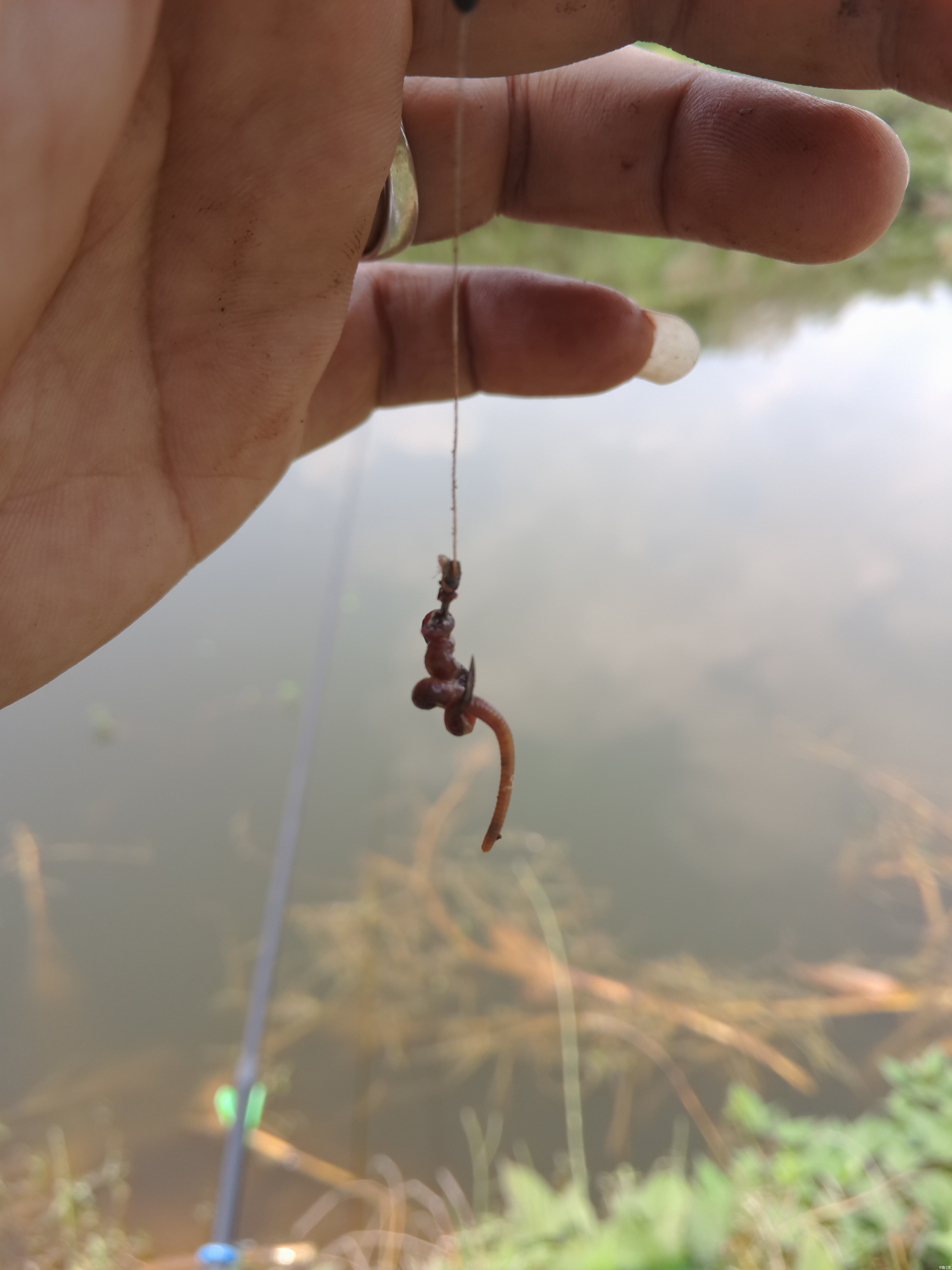 紅蟲蚯蚓釣鯽魚哪個快_掛蚯蚓紅蟲怎么調漂_野釣鯽魚掛蚯蚓紅蟲調漂方法