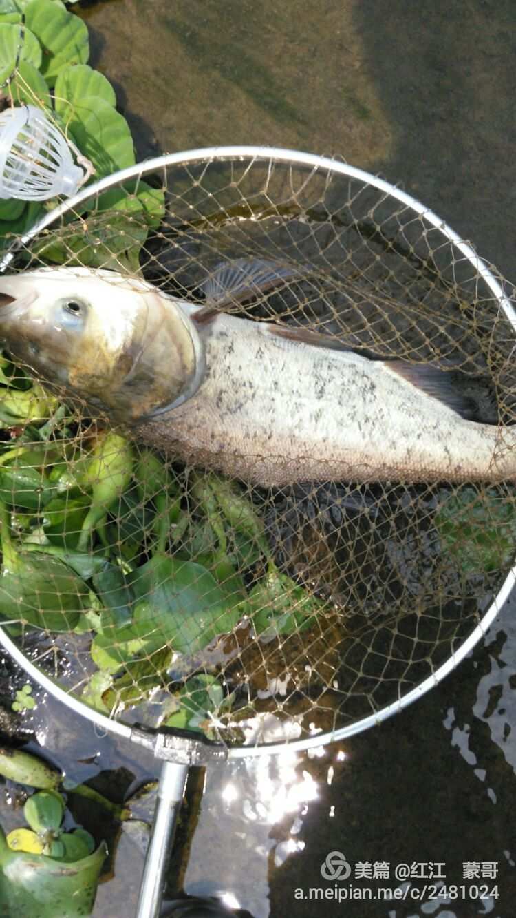 釣鰱魚餌料與鉤距離_鉤釣餌料距離鰱魚多遠_鉤釣餌料距離鰱魚多遠合適