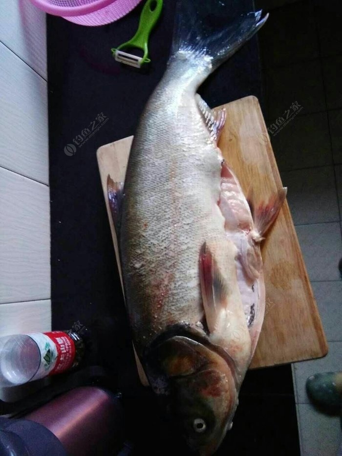 釣鰱魚餌料與鉤距離_鉤釣餌料距離鰱魚多遠_鉤釣餌料距離鰱魚多遠合適