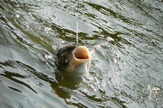 釣鰱魚餌料與鉤距離_鉤釣餌料距離鰱魚多遠好_釣鰱魚鉤子與餌的距離