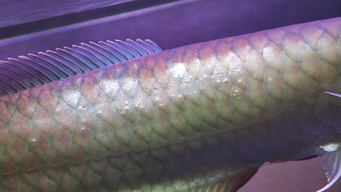 銀龍魚有病的癥狀_銀龍魚常見病_銀龍魚常見病的癥狀及防治措施