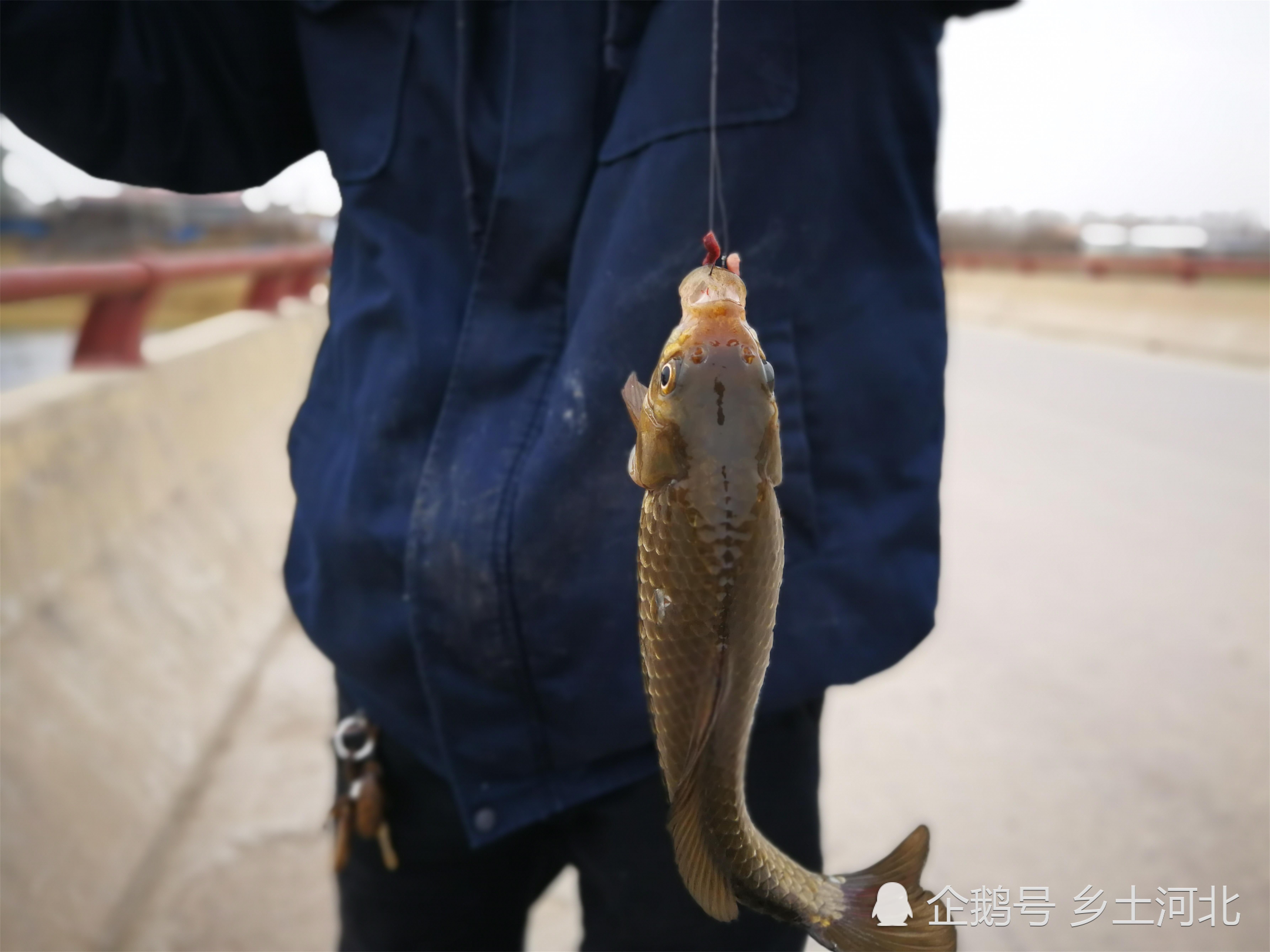 海桿怎樣釣_海桿釣魚技巧_海桿海釣技巧