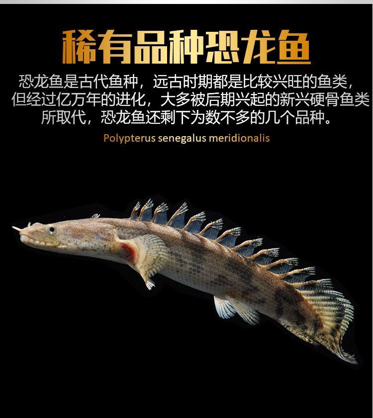 銀龍魚常見病_銀龍魚病癥_銀龍魚有病的癥狀