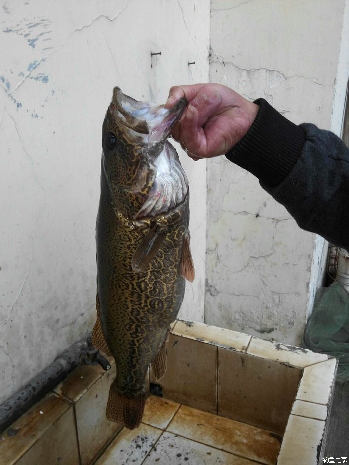 釣魚視頻野釣鯽魚視頻_怎樣釣鯽魚視頻_視頻野釣鯽魚
