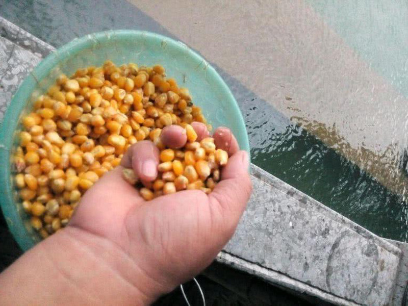 海桿釣魚技巧_釣魚海桿的用法_海桿釣魚教學視頻