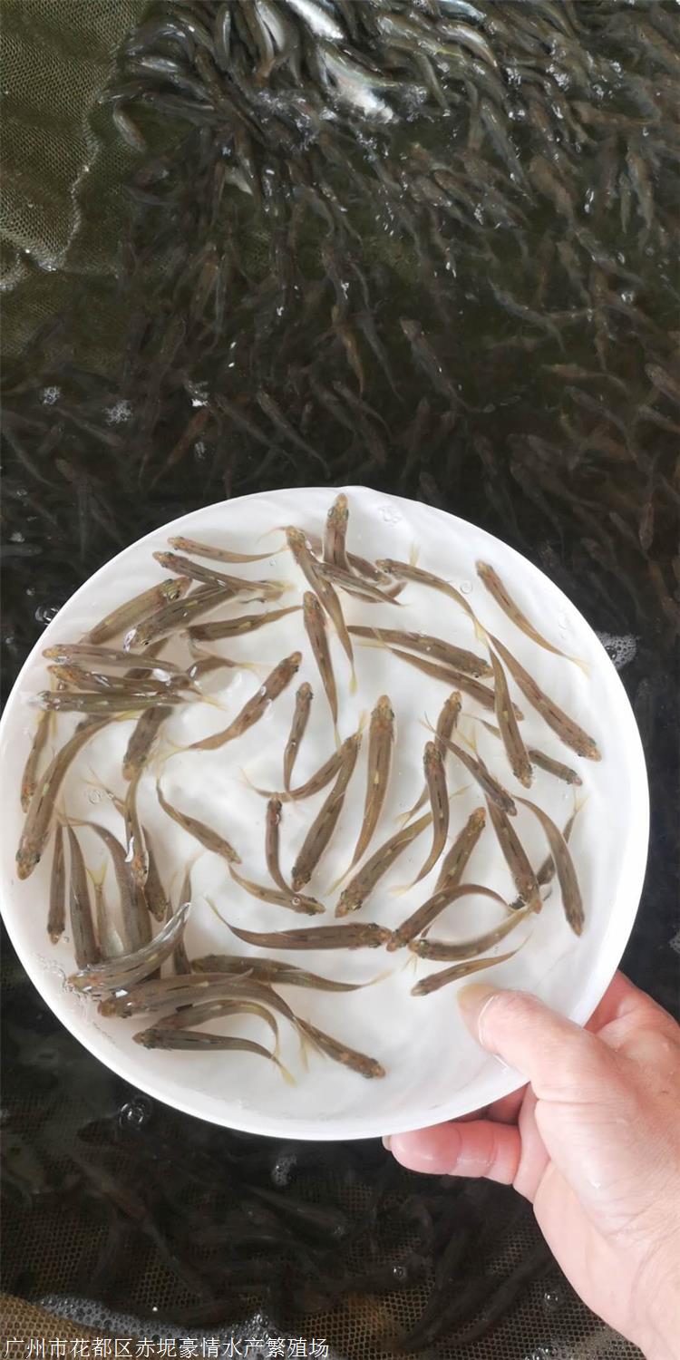 晚上路亞翹嘴用什么_晚上路亞翹嘴用什么餌_晚上路亞翹嘴要用夜光的嗎