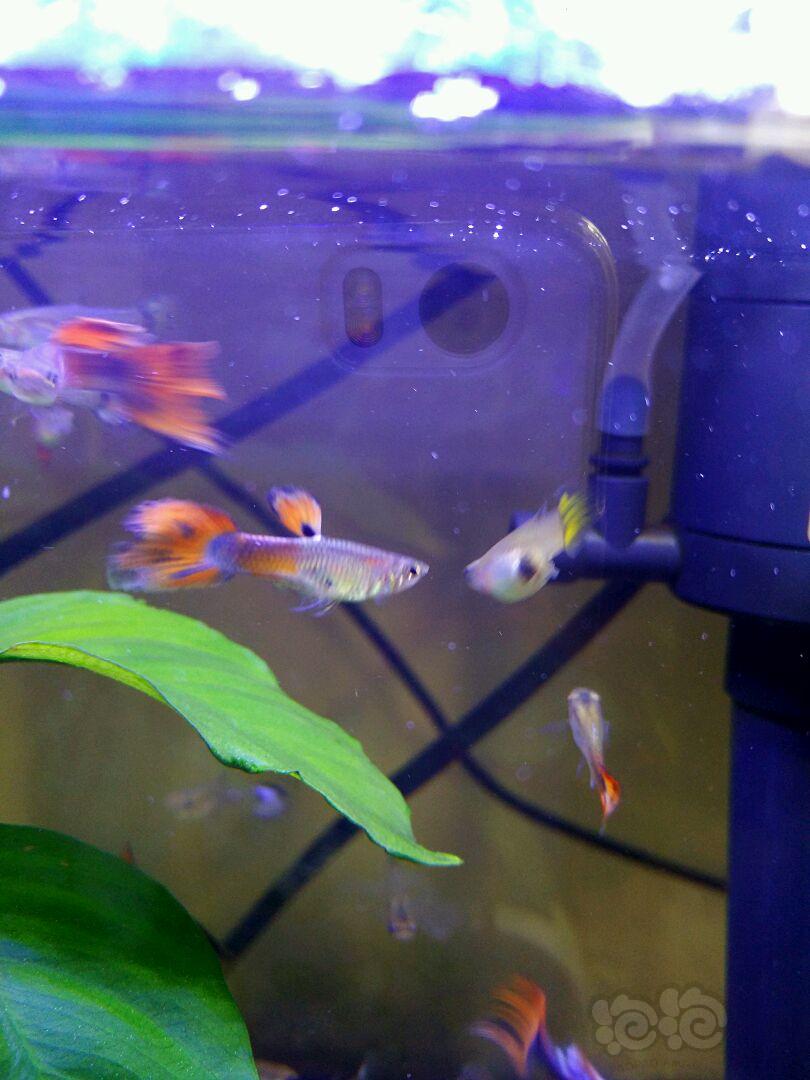 孔雀魚是鱷雀鱔的天敵_孔雀魚為什么是雀鱔的天敵_孔雀魚為什么是鱷雀鱔的天敵