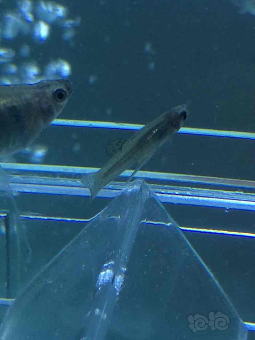 孔雀魚是鱷雀鱔的天敵_孔雀魚為什么是雀鱔的天敵_孔雀魚為什么是鱷雀鱔的天敵