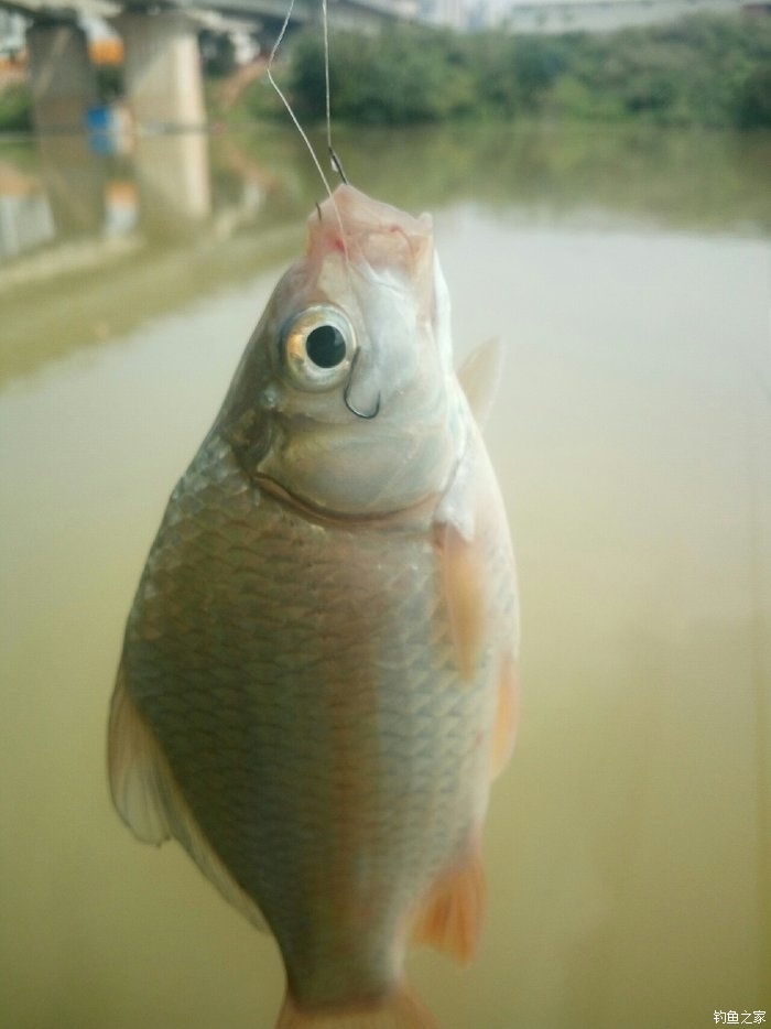 釣草魚線組_釣草魚子線的長度_釣草魚子線長度圖解