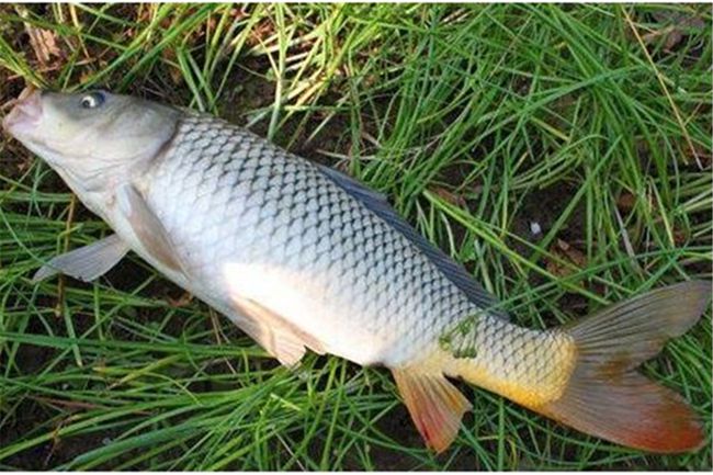 釣草魚子線的長度_釣草魚線組_釣草魚子線長度圖解