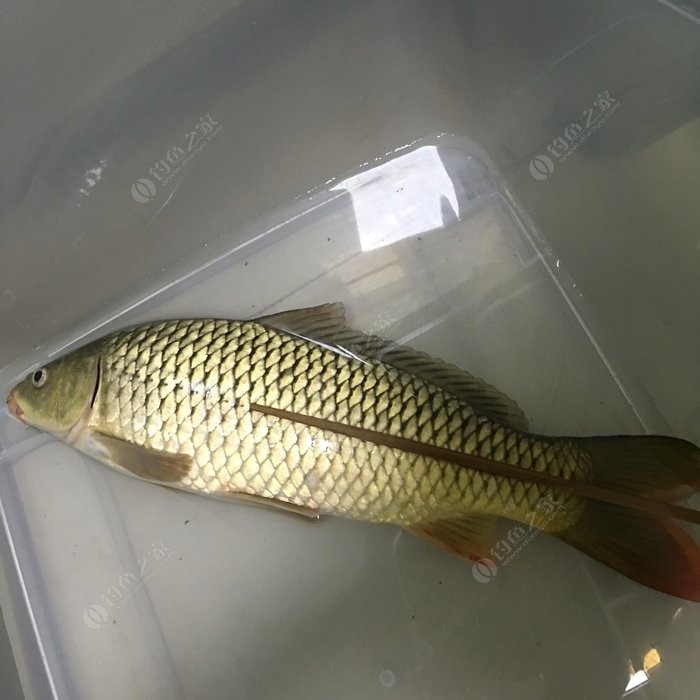 釣草魚線組_釣草魚子線的長度_釣草魚子線長度圖解