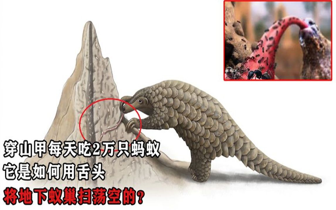 長尾穿山甲_長尾穿山甲_長尾穿山甲