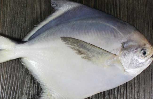 鯧魚圖片_鯧魚圖片大全_鯧魚圖片怎么做好吃