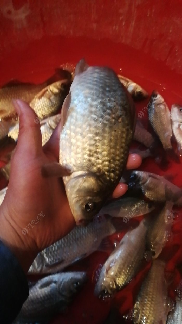 黑坑青魚不開口怎么釣_黑坑青魚開口時間_釣開口青魚黑坑怎么釣