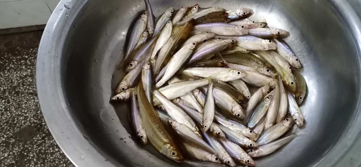 水庫釣草魚怎樣調漂_水庫草魚釣法_水庫釣草魚技巧調漂