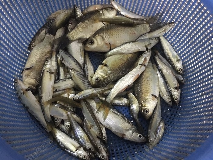 水庫釣草魚技巧調漂_水庫草魚釣法_水庫釣草魚怎樣調漂
