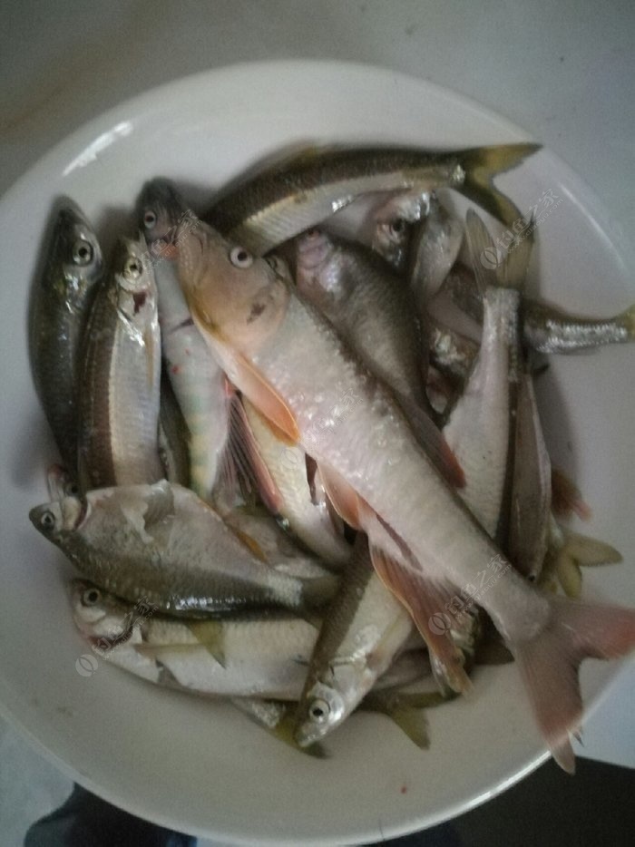 水庫釣草魚怎樣調漂_水庫釣草魚技巧調漂_水庫草魚釣法